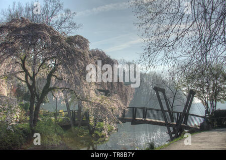 La molla Cherry Blossoms dal Van Gogh ponte sopra il lago di Anne a Reston in Virginia STATI UNITI D'AMERICA. Foto Stock