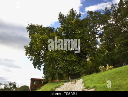 Vecchio acero a Telavi. La Georgia Foto Stock