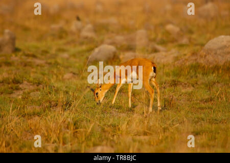 Maschio della, Oribi Ourebia ourebi, Busanga Plains. Parco Nazionale di Kafue. Zambia Foto Stock