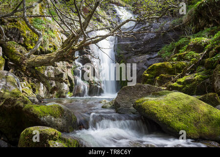 Basso angolo vista di mountain creek e soleggiato, curva tree coperti da muschio dorato nella parte anteriore di una scenografica cascata di foresta a cascata verso il basso la scogliera di roccia Foto Stock