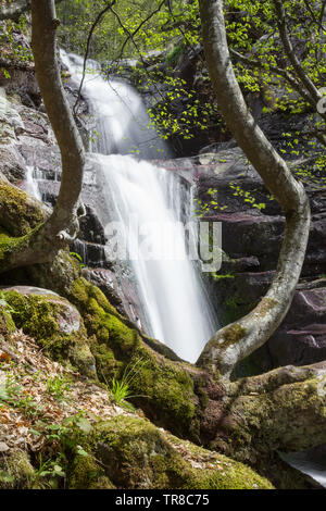 Due cascate di bella foresta cascata a cascata verso il basso il rosso, wet scogliera rocciosa incorniciato dalla curva, vecchi rami di alberi coperti da muschio Foto Stock