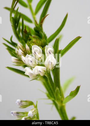 Immagine ravvicinata di piccole strisce viola bianco fiori annuali dei concime verde raccolto, Vicia hirsuta, hairy tara Foto Stock