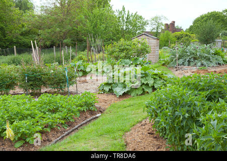 Orto giardino con fiori di peonia, patate, Carciofo, Rabarbaro, frutta arbusti ed alberi e piccola tettoia in legno in background, English Rural coun Foto Stock