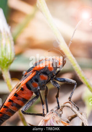 Rosso e arancio bug di insetti di accoppiamento sulla pianta albero su sfondo natura Foto Stock