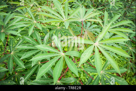 Foglie verdi manioca sul ramo di albero in campo di manioca agricoltura plantation - Manihot esculenta Foto Stock