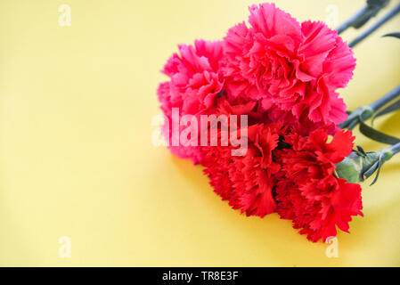 Rosso e rosa del garofano fiore che sboccia su sfondo giallo Foto Stock