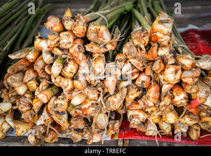 Trunk fresco giovane galangal dall'agricoltura fattoria organica vegetale galangal nel mercato Foto Stock