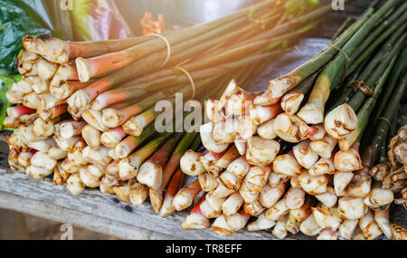 Trunk fresco giovane galangal dall'agricoltura fattoria organica vegetale galangal nel mercato Foto Stock