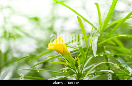 Oleander giallo fiore sul verde giardino / Thevetia peruviana Foto Stock