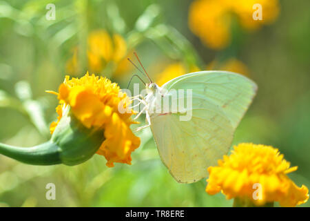 Farfalla verde avanzamento sul fiore giallo calendula nel giardino sullo sfondo della natura Foto Stock