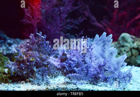 Weedy scorfani nuoto pesce serbatoio acquario subacqueo / Rhinopias frondosa leaf scorpion fish Foto Stock