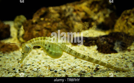 Giallo grande pancia cavalluccio nuoto sott'acqua ocean Foto Stock