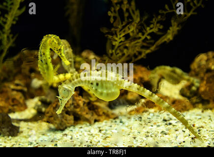 Giallo grande pancia cavalluccio nuoto sott'acqua ocean Foto Stock