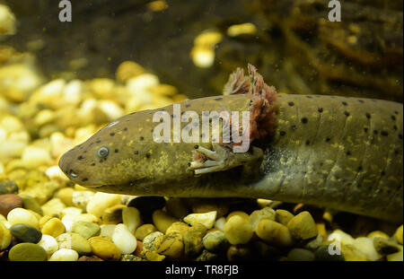 Piscina Axolotl fotografia subacquea di marrone Salamande vita marina pesce serbatoio aquarium - messicano Axolotl Foto Stock