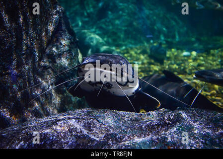 Catfish nuoto fotografia subacquea vita marina / Redtail catfish black Phractocephalus hemioliopterus Foto Stock