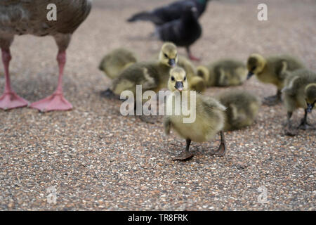 Oche Graylag gooslings, Hyde Park, London, Regno Unito Foto Stock