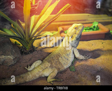 Draghi barbuti giacente sul terreno - australian lizard tipo o desert lizard / Pogona Vitticeps Foto Stock