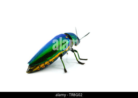 Gioiello beetle isolati su sfondo bianco - Altri nomi metallizzate legno noioso / Buprestid insetto verde Foto Stock