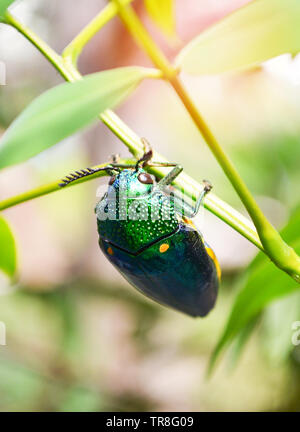 Gioiello beetle sulla foglia ramo di albero sullo sfondo della natura - Altri nomi metallizzate legno noioso / Buprestid insetto verde Foto Stock