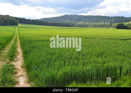 Campagna di Kent vicino Ightham Mote, Tonbridge e Shipbourne verso la fine di maggio su un parzialmente giornata di sole. Boschi e terreni agricoli visibile Foto Stock