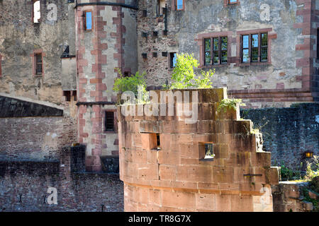 Piante verdi e albero che cresce in Heidelberg rovine del castello Foto Stock