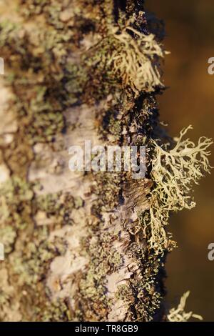 Close Up di muschio di quercia Lichen (Evernia prunastri) su argento Betulla trunk (Betula pendula). Muir of Dinnet NNR, Cairngorms, Scotland, Regno Unito. Foto Stock