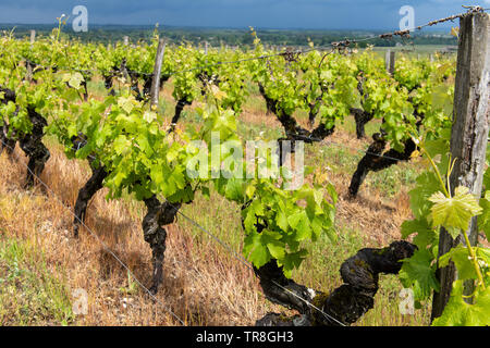 Vigneto di Sauternes, Francia Foto Stock