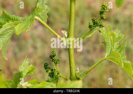 Vigneto di Sauternes, Francia Foto Stock