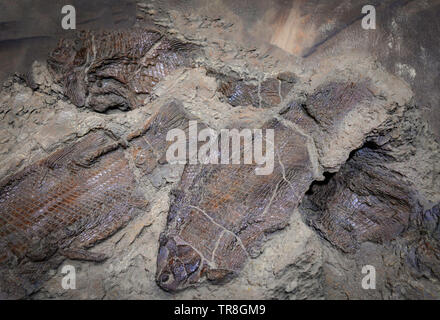 Fossile di pesce / gruppo di pesci fossili nel fango diventano una roccia di archeologia di pietra di animali acquatici Foto Stock