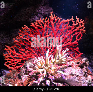 Fiore di vivere sul mare Red Coral reef crescono sulle rocce della vita marina oceano subacquea Foto Stock