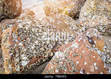 Cirripedi sulla roccia asciugare i molluschi morti all'Ocean Beach / fossili cirripedi Foto Stock