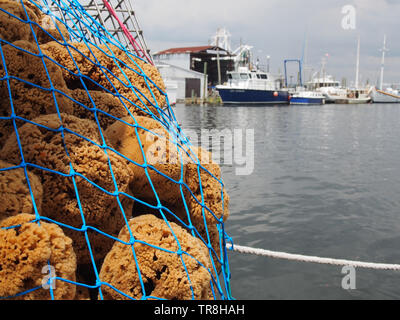 Appena raccolto e spugne di reticolare a Tarpon Springs, in Florida, Stati Uniti d'America, 9 maggio 2019, © Katharine Andriotis Foto Stock