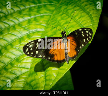 Brush-footed butterfly lo Zoo di Calgary Alberta Canada Foto Stock
