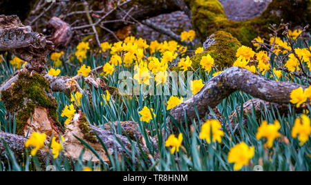 Wild narcisi in fiore intorno a un albero caduto Foto Stock