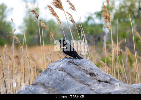 Un rosso-maschio alato blackbird seduto su di una roccia. Foto Stock