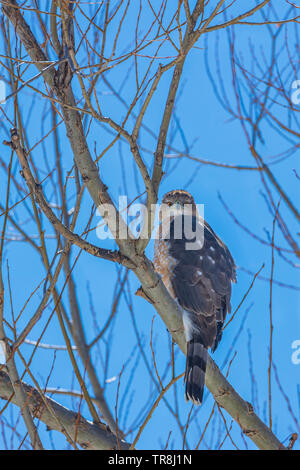 Sharp-shinned Hawk (Accipiter striatus) in seduta Narrowleaf pioppi neri americani tree, occhiatura fotografo. Castle Rock Colorado US. Foto scattata a marzo. Foto Stock