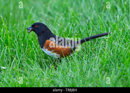 Una vista laterale di un selvaggio Rufous facciate Towhee 'Pipilo erythrophthalmus', la cattura di insetti nell'erba verde sull'Isola di Vancouver British Columbia Canada Foto Stock