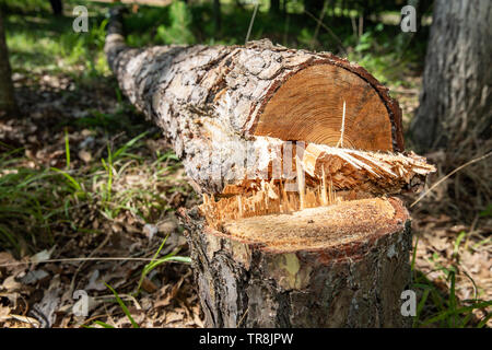 Caduto pino ed il moncone dopo essere stato tagliato con una sega a nastro perché era morto. Foto Stock