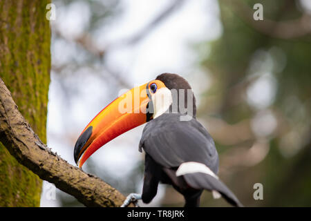 Trasduttore Toco toucan è il più grande e probabilmente il più noto specie nella famiglia toucan. Foto Stock