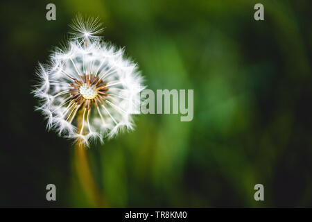 Macro di tarassaco (Taraxacum) Foto Stock