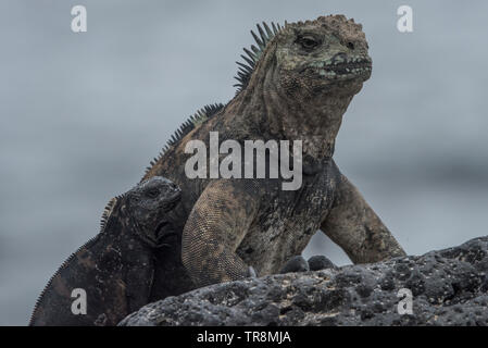 Una coppia di iguana marina (Amblyrhynchus cristatus) sulla spiaggia. Un piccolo bambino iguana si siede accanto a un adulto. Foto Stock