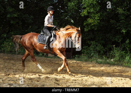 Cavallo - donna in sella ad un cavallo. Il cavallo e la ragazza equestre in estate boschi Foto Stock