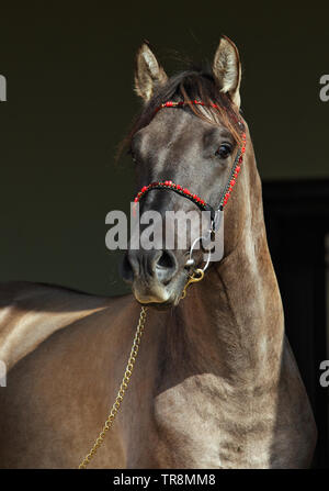 Rocky Mountain cavallo ritratto in fattoria, bassa portrain chiave nel buio porta Foto Stock