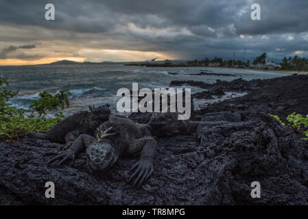 Iguana marina (Amblyrhynchus cristatus) dormire sulla costa di Isabela island con Puerto Vilamil visibile in background come set di sun. Foto Stock