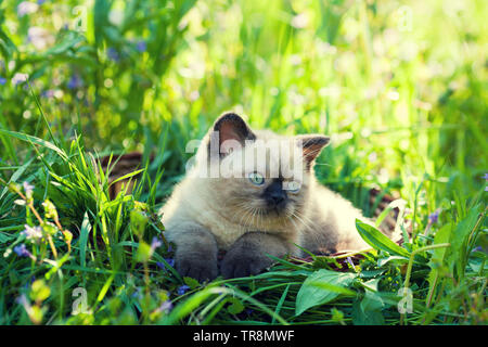 Piccolo gattino seduto in un cestello sull'erba Foto Stock