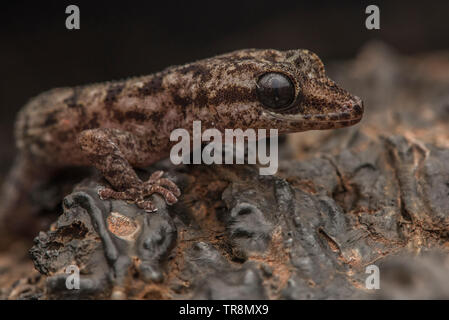 Le Galapagos foglia-toed Gecko (Phyllodactylus galapagensis), la foglia toed gechi sono le meno conosciute dei rettili endemica le isole Galapagos. Foto Stock