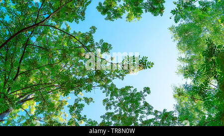 Blooming Rowan, Sorbus aucuparia, e betulle tettoia, corone contro il cielo blu e chiaro. Basso Angolo di visione. Cambiamento delle stagioni, la molla e il concetto. Foto Stock