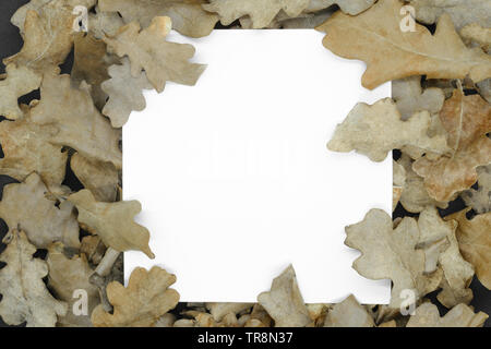 Concetto di autunno. Marrone secco quercia foglia con sfondo bianco copia quadrati di spazio nel centro della composizione Foto Stock