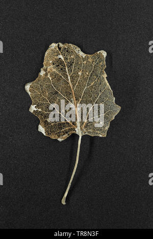 Concetto di autunno. Secco e poroso argento Poplar Tree leaf su sfondo nero Foto Stock