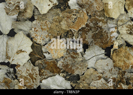 Concetto di autunno. Secco e poroso argento Poplar Tree sfondo foglia Foto Stock